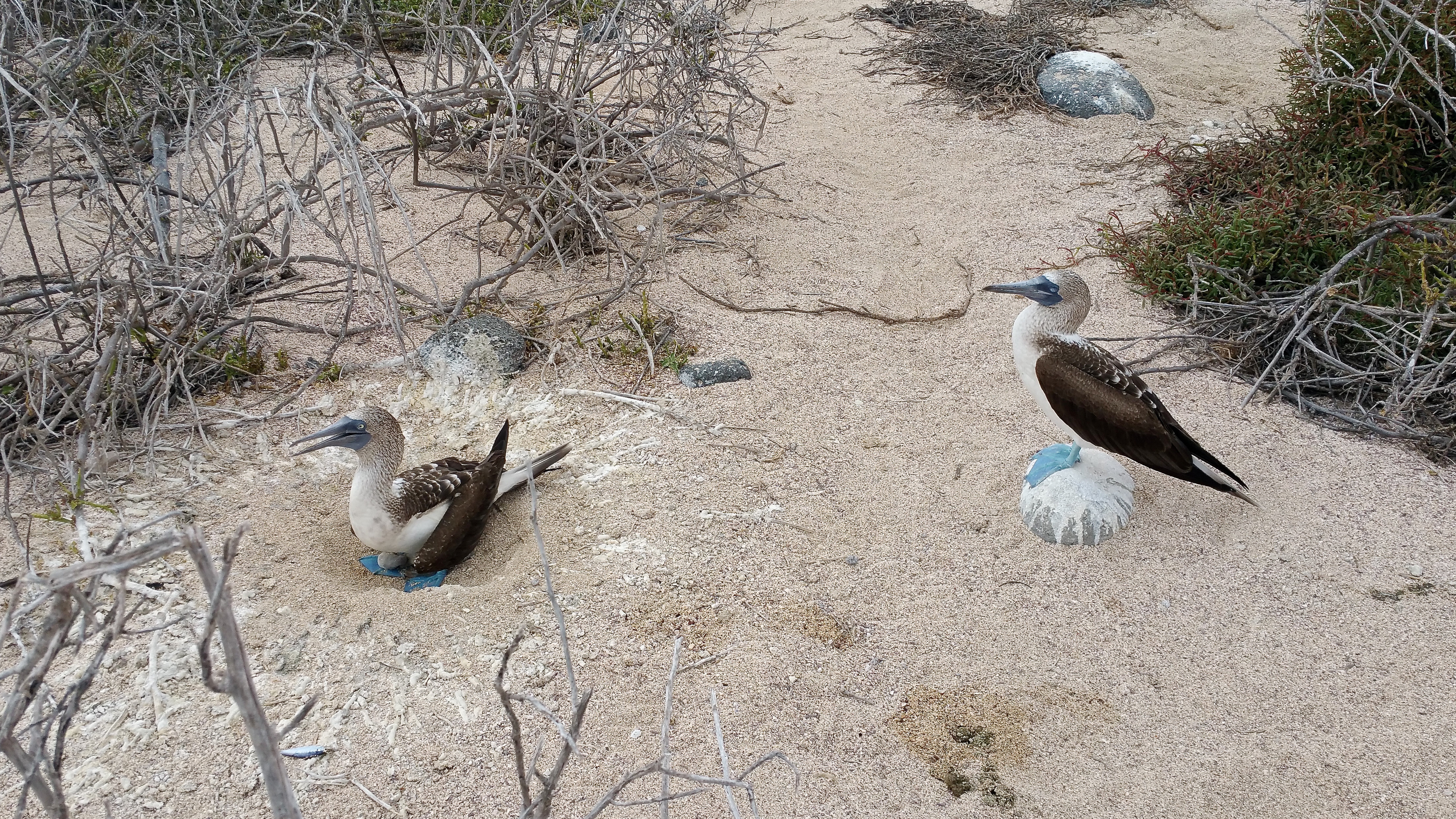 MOAR BOOBIES!